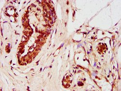 Invitrogen ZNF703 Polyclonal Antibody 100 μg; Unconjugated:Antibodies,
