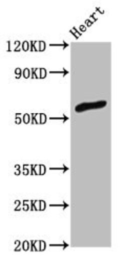 Invitrogen ZNF703 Polyclonal Antibody 100 μg; Unconjugated:Antibodies,