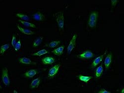 Invitrogen EXTL3 Polyclonal Antibody 100 &mu;g; Unconjugated:Antibodies,