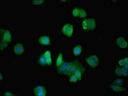 Invitrogen p21 ARC Polyclonal Antibody 100 &mu;g; Unconjugated:Antibodies,