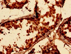 Invitrogen p21 ARC Polyclonal Antibody 100 &mu;g; Unconjugated:Antibodies,