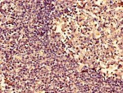 Invitrogen p21 ARC Polyclonal Antibody 100 &mu;g; Unconjugated:Antibodies,