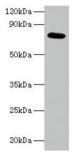 Invitrogen p21 ARC Polyclonal Antibody 100 &mu;g; Unconjugated:Antibodies,