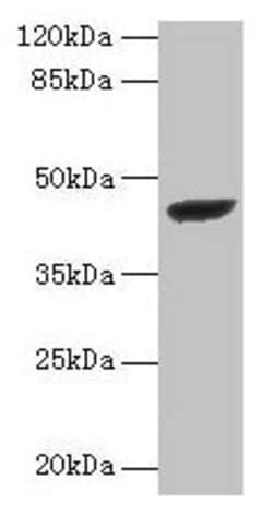 Invitrogen STARD7 Polyclonal Antibody 100 &mu;g; Unconjugated:Antibodies,
