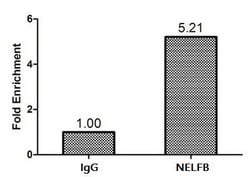 Invitrogen COBRA1 Polyclonal Antibody 100 &mu;g; Unconjugated:Antibodies,