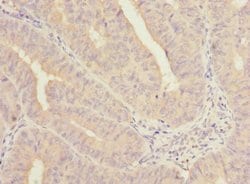 Invitrogen COBRA1 Polyclonal Antibody 100 &mu;g; Unconjugated:Antibodies,