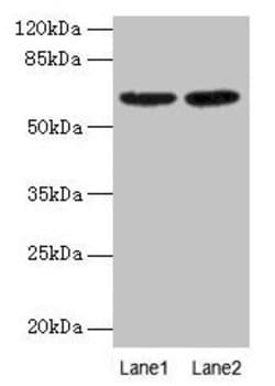 Invitrogen COBRA1 Polyclonal Antibody 100 &mu;g; Unconjugated:Antibodies,