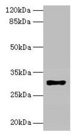 Invitrogen HLA-DRB4 Polyclonal Antibody 100 &mu;g; Unconjugated:Antibodies,