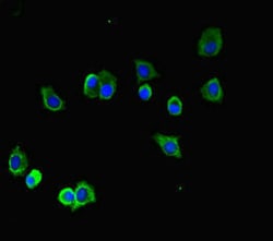 Invitrogen TUBA1B Polyclonal Antibody 100 μg; Unconjugated:Antibodies,