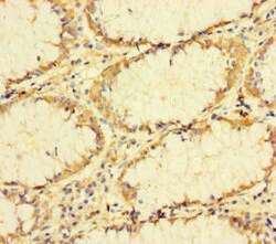 Invitrogen TUBA1B Polyclonal Antibody 100 μg; Unconjugated:Antibodies,