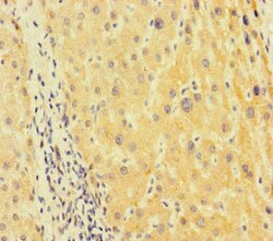 Invitrogen TUBA1B Polyclonal Antibody 100 μg; Unconjugated:Antibodies,