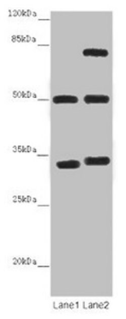 Invitrogen TUBA1B Polyclonal Antibody 100 μg; Unconjugated:Antibodies,
