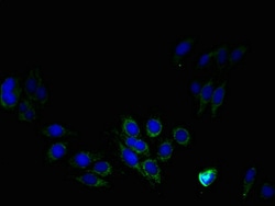 Invitrogen PTDSS1 Polyclonal Antibody 100 &mu;g; Unconjugated:Antibodies,