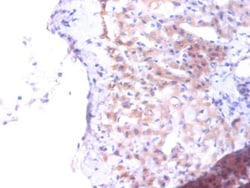 Invitrogen PTDSS1 Polyclonal Antibody 100 &mu;g; Unconjugated:Antibodies,