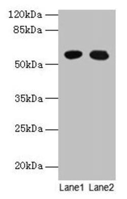 Invitrogen GTPBP6 Polyclonal Antibody 100 &mu;g; Unconjugated:Antibodies,