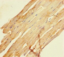 Invitrogen SCAMP3 Polyclonal Antibody 100 μg; Unconjugated:Antibodies,