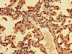 Invitrogen Interferon alpha-2 Polyclonal Antibody 100 &mu;g; Unconjugated:Antibodies,