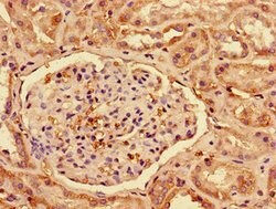 Invitrogen Interferon alpha-2 Polyclonal Antibody 100 &mu;g; Unconjugated:Antibodies,