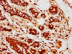 TGF beta-2 Polyclonal Antibody, Invitrogen&trade;