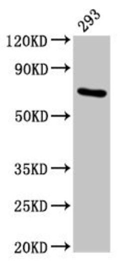 Invitrogen HSPA1A Polyclonal Antibody 100 &mu;g | Buy Online | Invitrogen&trade; | Fisher Scientific