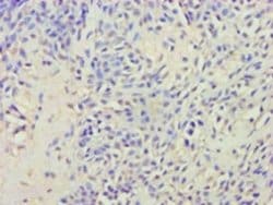 Invitrogen AVP Polyclonal Antibody 100 &mu;g; Unconjugated:Antibodies,