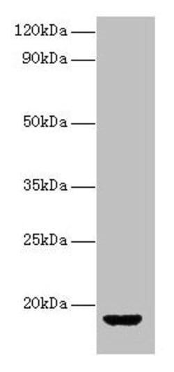 Invitrogen AVP Polyclonal Antibody 100 &mu;g; Unconjugated:Antibodies,