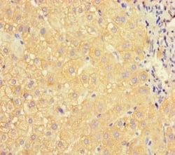 Invitrogen ApoC3 Polyclonal Antibody 100 &mu;g; Unconjugated:Antibodies,