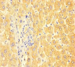 Invitrogen ApoC3 Polyclonal Antibody 100 &mu;g; Unconjugated:Antibodies,