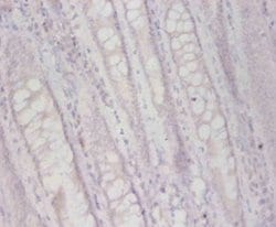 Invitrogen FUCA2 Polyclonal Antibody 100 μg; Unconjugated:Antibodies,