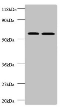 Invitrogen FUCA2 Polyclonal Antibody 100 μg; Unconjugated:Antibodies,