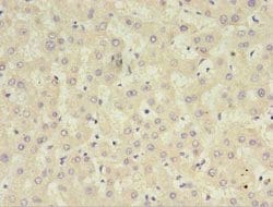 Invitrogen CFHR2 Polyclonal Antibody 100 &mu;g; Unconjugated:Antibodies,