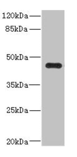 Invitrogen Ren2 Polyclonal Antibody 100 μg; Unconjugated:Antibodies,