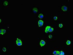 Invitrogen SRGAP2B Polyclonal Antibody 100 &mu;g; Unconjugated:Antibodies,