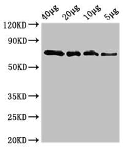 Invitrogen SOX10 Polyclonal Antibody 100 μg; Unconjugated:Antibodies,