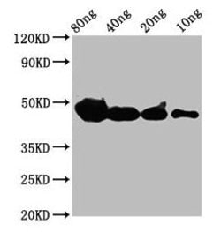 Invitrogen CYP1A1 Polyclonal Antibody 100 &mu;g | Buy Online | Invitrogen&trade; | Fisher Scientific