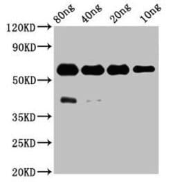 Invitrogen Protein Tyrosine Phosphatase Polyclonal Antibody 100 &mu;g;