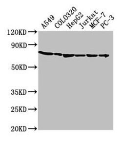 Invitrogen HSPA1A Polyclonal Antibody 100 μL; Unconjugated:Antibodies,
