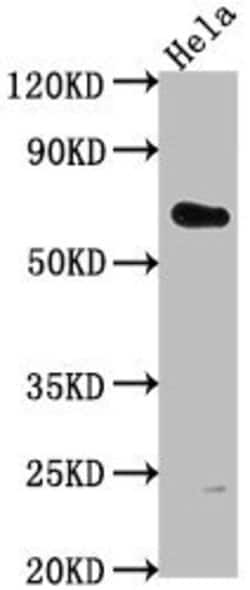 Invitrogen USP17L5 Polyclonal Antibody 100 &mu;L; Unconjugated:Antibodies,
