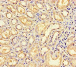 Invitrogen B4GALT5 Polyclonal Antibody 100 &mu;g; Unconjugated:Antibodies,