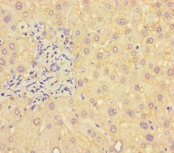 Invitrogen B4GALT5 Polyclonal Antibody 100 &mu;g; Unconjugated:Antibodies,