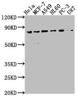 Invitrogen EXOC3 Polyclonal Antibody 100 μL; Unconjugated:Antibodies,