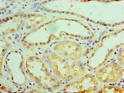Invitrogen GALE Polyclonal Antibody 100 &mu;g; Unconjugated:Antibodies,