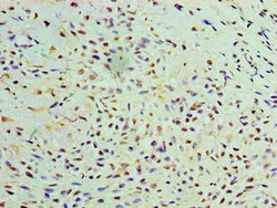 Invitrogen GALE Polyclonal Antibody 100 &mu;g; Unconjugated:Antibodies,