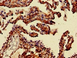 Invitrogen MAN2A1 Polyclonal Antibody 100 &mu;g; Unconjugated:Antibodies,