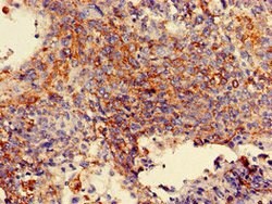 Invitrogen MAN2A1 Polyclonal Antibody 100 &mu;g; Unconjugated:Antibodies,