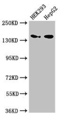 Invitrogen MAN2A1 Polyclonal Antibody 100 &mu;g; Unconjugated:Antibodies,