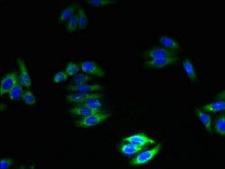 Invitrogen GPM6B Polyclonal Antibody 100 &mu;g; Unconjugated:Antibodies,
