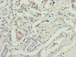Invitrogen GPM6B Polyclonal Antibody 100 &mu;g; Unconjugated:Antibodies,