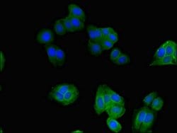 Invitrogen SNX17 Polyclonal Antibody 100 μg; Unconjugated:Antibodies,