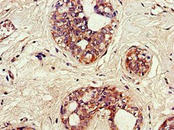 Invitrogen SNX17 Polyclonal Antibody 100 μg; Unconjugated:Antibodies,